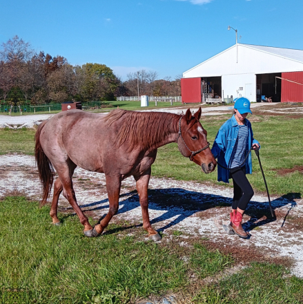 HorseID: 2305265 Freckles Olena Chick - PhotoID: 1089780