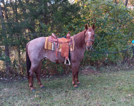 HorseID: 2305265 Freckles Olena Chick - PhotoID: 1089782