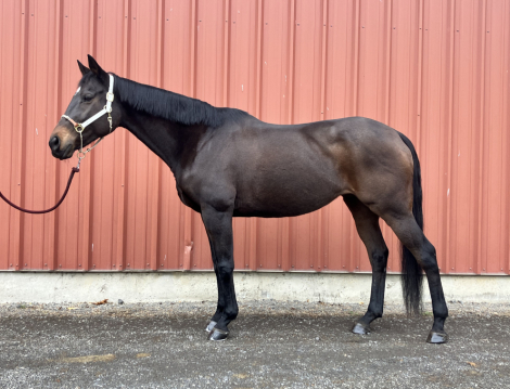 HorseID: 2305266 ZIVA - PhotoID: 1088562