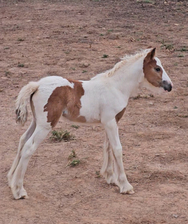 HorseID: 2305268 Pleasure's Magnolia - PhotoID: 1088566