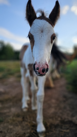 HorseID: 2305268 Pleasure's Magnolia - PhotoID: 1088567