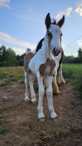 HorseID: 2305268 Pleasure's Magnolia - PhotoID: 1088568