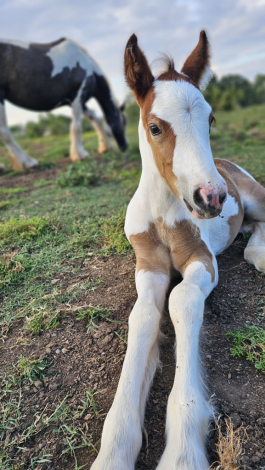 HorseID: 2305268 Pleasure's Magnolia - PhotoID: 1088569