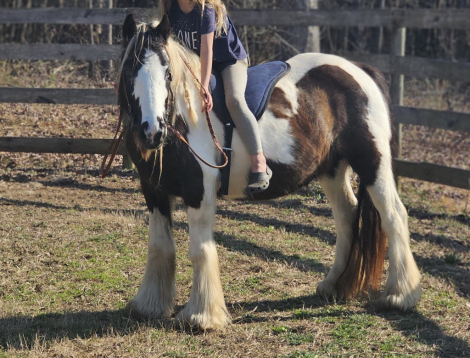 HorseID: 2305268 Pleasure's Magnolia - PhotoID: 1088570