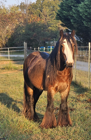 HorseID: 2305268 Pleasure's Magnolia - PhotoID: 1088571