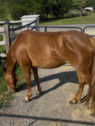 HorseID: 2305269 Ruth - PhotoID: 1089278