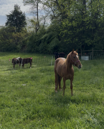 HorseID: 2305269 Ruth - PhotoID: 1089279