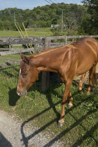 HorseID: 2305269 Ruth - PhotoID: 1089280