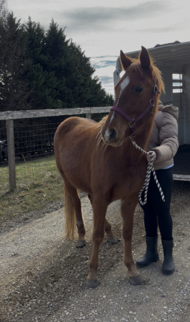 HorseID: 2305269 Ruth - PhotoID: 1089281