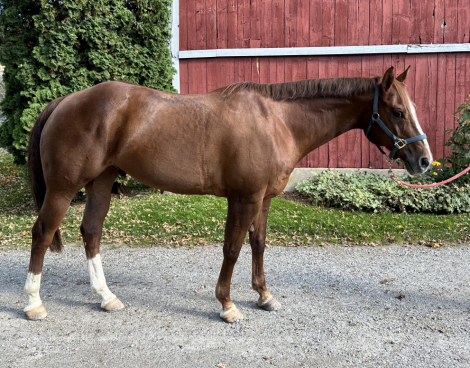 HorseID: 2305272 Flynn - PhotoID: 1088581