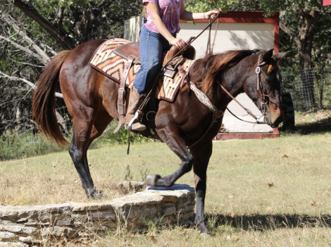 HorseID: 2305273 FATE OF THE UNION - PhotoID: 1088572