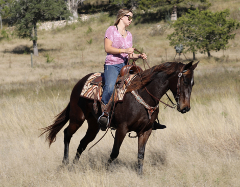 HorseID: 2305273 FATE OF THE UNION - PhotoID: 1088573