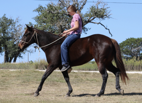 HorseID: 2305273 FATE OF THE UNION - PhotoID: 1088574