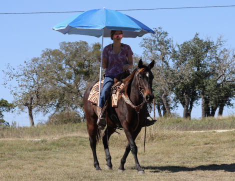 HorseID: 2305273 FATE OF THE UNION - PhotoID: 1088575