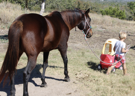 HorseID: 2305273 FATE OF THE UNION - PhotoID: 1088576