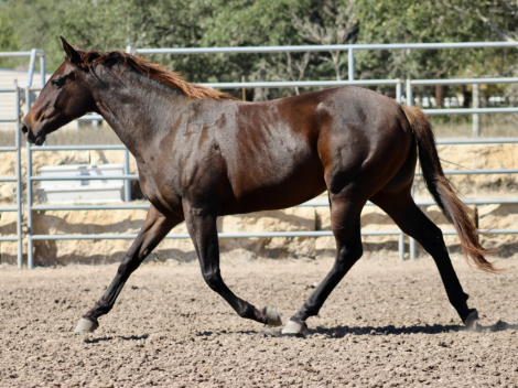 HorseID: 2305273 FATE OF THE UNION - PhotoID: 1088577