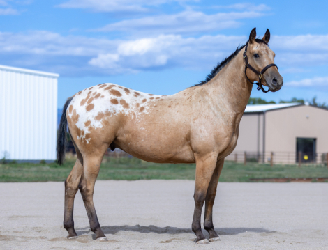 HorseID: 2305274 TT Hello Darlin - PhotoID: 1088578