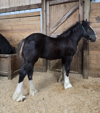 HorseID: 2305275 Golden West's Dark Secret (Name Pending) - PhotoID: 1088585