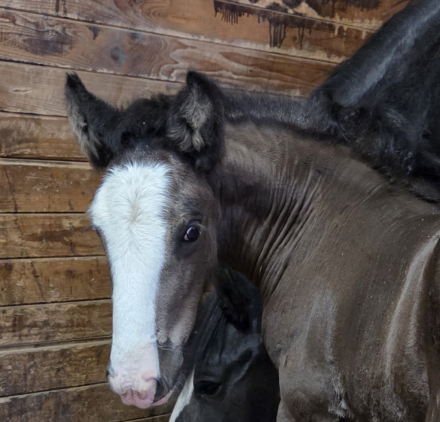 HorseID: 2305275 Golden West's Dark Secret (Name Pending) - PhotoID: 1088586