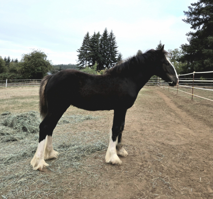 HorseID: 2305275 Golden West's Dark Secret (Name Pending) - PhotoID: 1088583