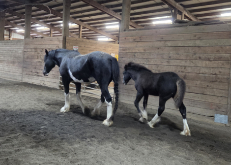 HorseID: 2305275 Golden West's Dark Secret (Name Pending) - PhotoID: 1088584