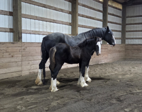 HorseID: 2305275 Golden West's Dark Secret (Name Pending) - PhotoID: 1088910