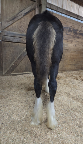 HorseID: 2305275 Golden West's Dark Secret (Name Pending) - PhotoID: 1088911