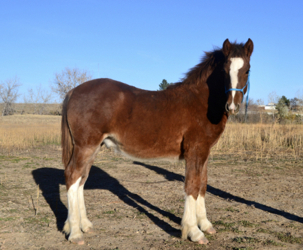 HorseID: 2305276 Stanley - PhotoID: 1088587