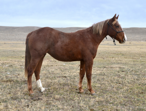 HorseID: 2305277 Siouxann - PhotoID: 1088588