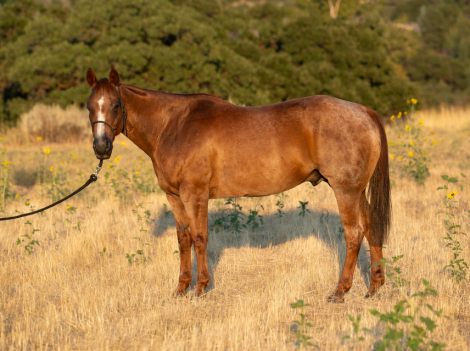 HorseID: 2305278 Peppy Simmers Boy - PhotoID: 1088593