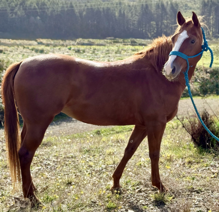 HorseID: 2305286 AE Miss Smart Rocket - PhotoID: 1088605