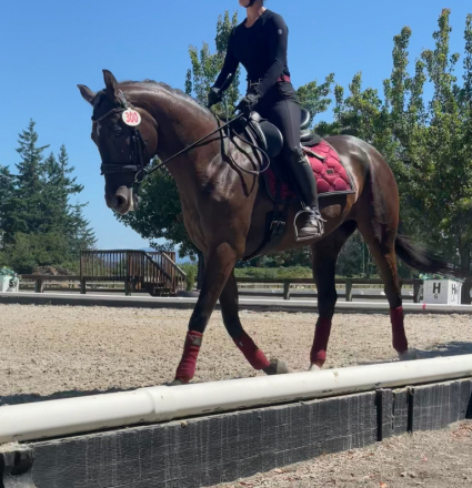 HorseID: 2305287 TVR's Artistic Design - PhotoID: 1089565