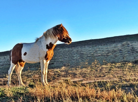 HorseID: 2305289 Sæþór frá Grenstanga - PhotoID: 1088610