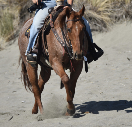 HorseID: 2305291 Rosie - PhotoID: 1088606