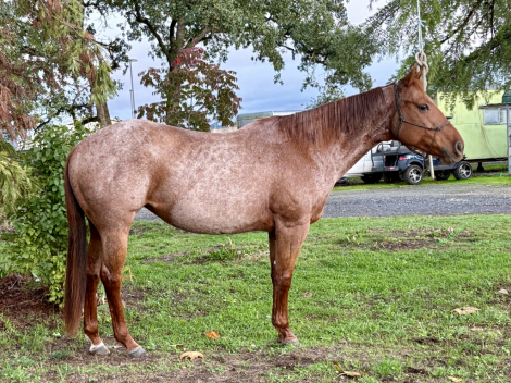 HorseID: 2305291 Rosie - PhotoID: 1088608