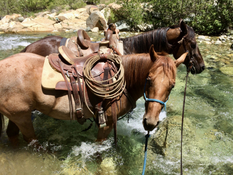 HorseID: 2305291 Rosie - PhotoID: 1088609