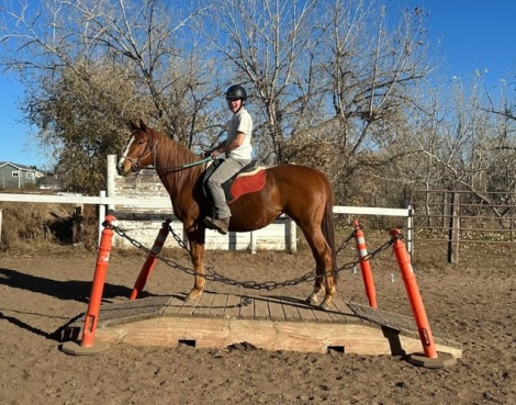 HorseID: 2305293 Scarlett O'Hera - PhotoID: 1088615