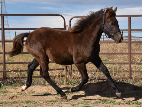 HorseID: 2305297 Limerick - PhotoID: 1088616