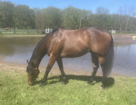 HorseID: 2305298 Forward Curve - PhotoID: 1088617