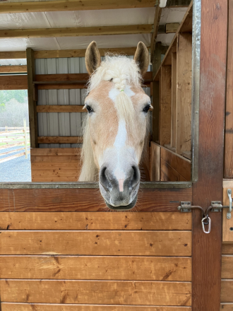 HorseID: 2305304 Sullivan - PhotoID: 1088621