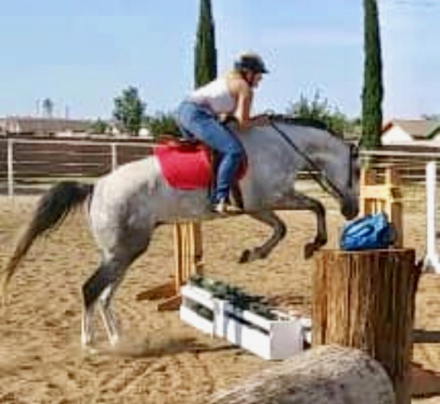 HorseID: 2305306 Snow Commander SI - PhotoID: 1088700