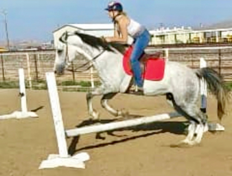 HorseID: 2305306 Snow Commander SI - PhotoID: 1088701