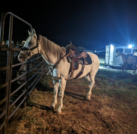 HorseID: 2305306 Snow Commander SI - PhotoID: 1088702