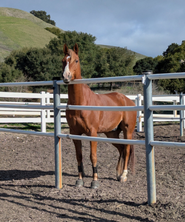 HorseID: 2305307 Ken - PhotoID: 1088639