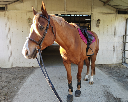 HorseID: 2305307 Ken - PhotoID: 1088640