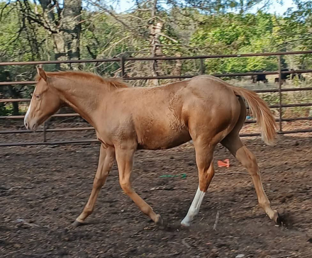 HorseID: 2305309 Lena Lil On Me Kid - PhotoID: 1088635