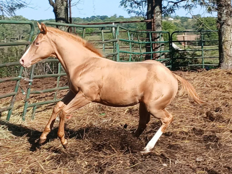 HorseID: 2305309 Lena Lil On Me Kid - PhotoID: 1088636