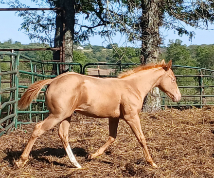 HorseID: 2305309 Lena Lil On Me Kid - PhotoID: 1088637