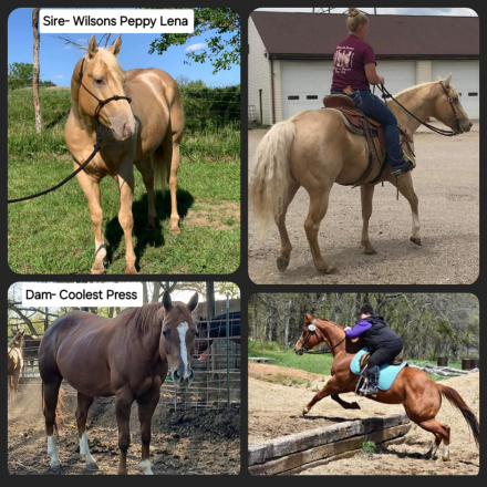 HorseID: 2305309 Lena Lil On Me Kid - PhotoID: 1088638