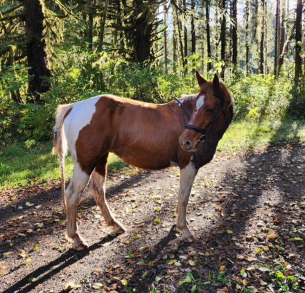 HorseID: 2305312 Magic - PhotoID: 1089724